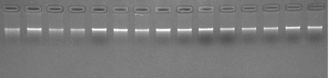 Şekil 3.2. Agaroz jelde görüntülenen DNA‟lar