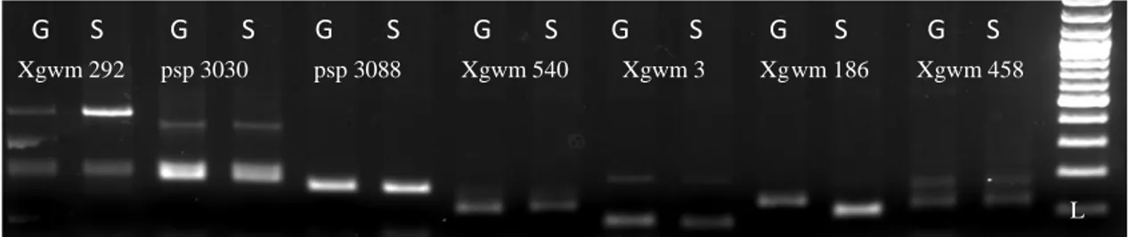 Şekil 4.2. Xgwm 292, Xpsp 3030, Xpsp 3088, Xgwm 540, Xgwm 3, Xgwm 186 ve Xgwm 458  primerlerine ait polimorfizm taramaları 