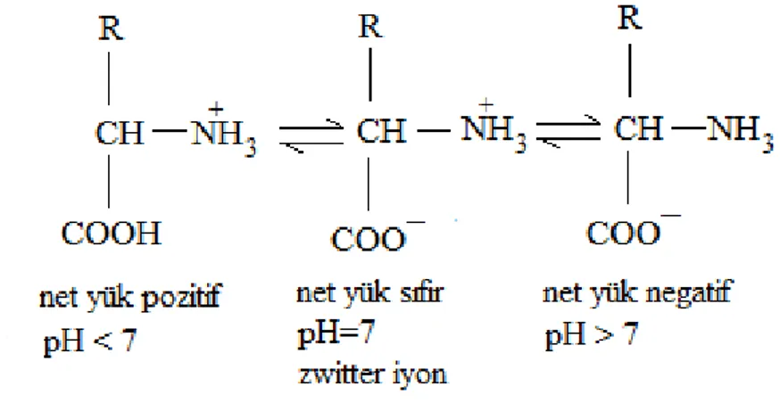Şekil 2.2. Aminoasitlerin farklı pH’lardaki elektriksel yüklerinin gösterimi (Wilson ve Walker,  2010) 