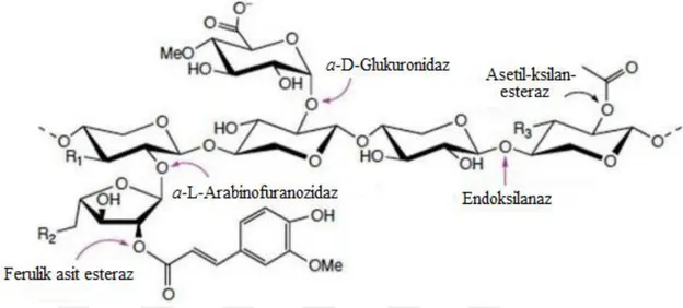 Şekil  2.5.  Ksilanın  yapısı  ve  ksilanın  tam  hidrolizinden  sorumlu  enzimlerin  etki  ettikleri  bölgeler (Shallom ve Shoham, 2003) 