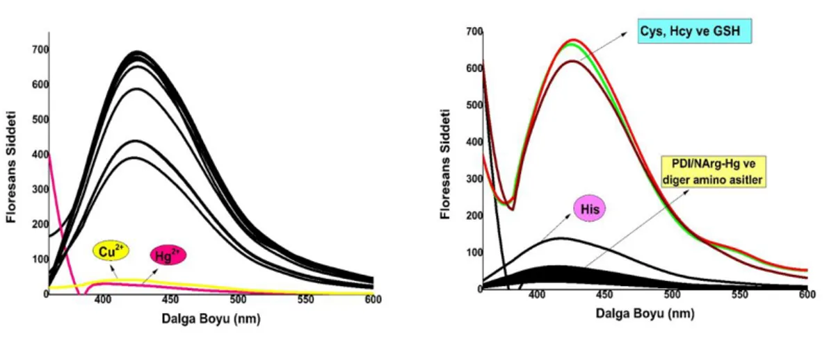 Şekil  1.10.PDI/Arg  bileşiğinin  Hg 2+   iyonları  varlığında  floresan  spektrumunda  meydana gelen sönümleme (a) ve biyolojik tiyollerin (GSH, Cys ve Hcy)  uygulamasıyla floresan ışımanın tekrar geri kazanılması (b)