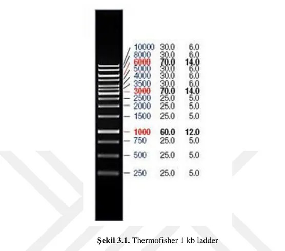 Şekil 3.1. Thermofisher 1 kb ladder 