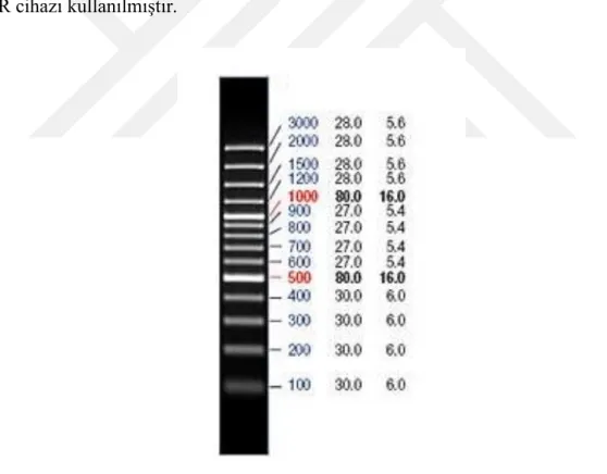 Şekil 3.3. Thermofisher 100 bç ladder 