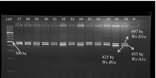Şekil 4.3. Rekombinant kendilenmiş hatların Wx allellerine ilişkin jel fotoğrafı 