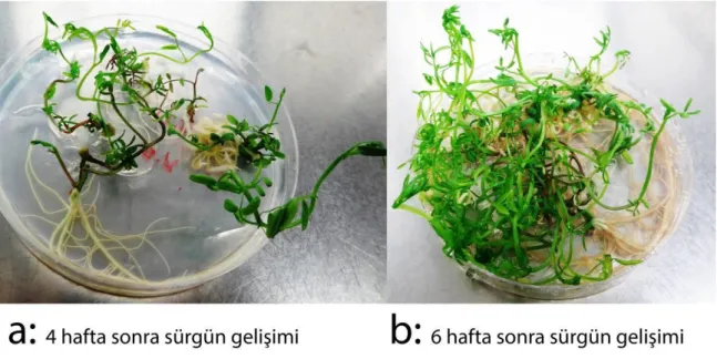 Şekil 4-1 : BAP-IBA  içeren ortamında Tüylü Fiğ (V. villosa Roth.)  bitkisinin  in vitro  koşullarda oluşan sürgün rejenerasyonu  