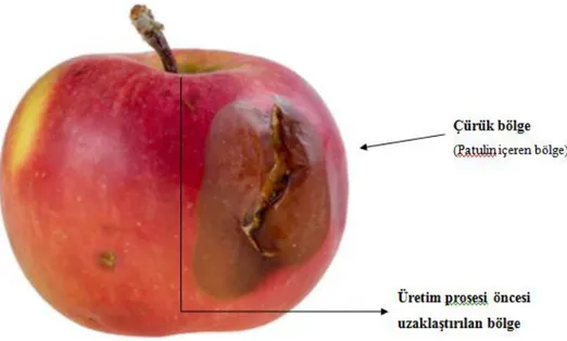 Şekil 2-7 Elmanın patulin barındıran çürük kısmı  