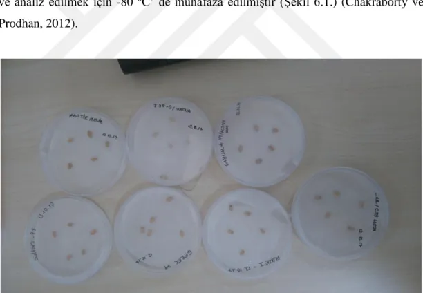 Şekil 1.1. Petri kaplarında çimlendirilen buğday örnekleri                     