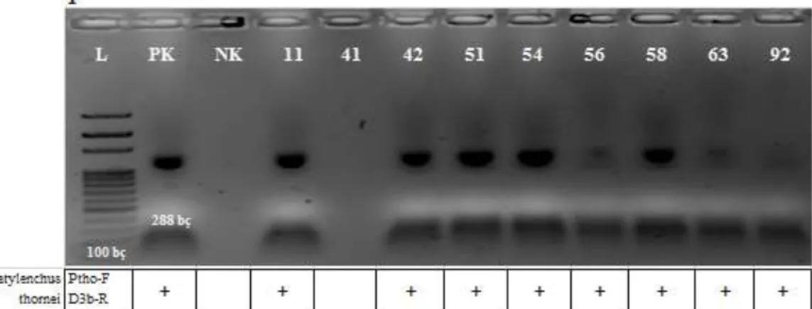 Şekil  4-3.  Birinci  jelde  D3b-R/Ptho-F  primeri  ile  2016  yılında  Karaman  ilinden  toplanan  bitki  örneklerinden 9 adet nematod örneğinin moleküler taramasına ait agaroz jel görüntüsü (L: 100 bç Ladder,  PK:  Pozitif  Kontrol,  NK:  Negatif  Kontro