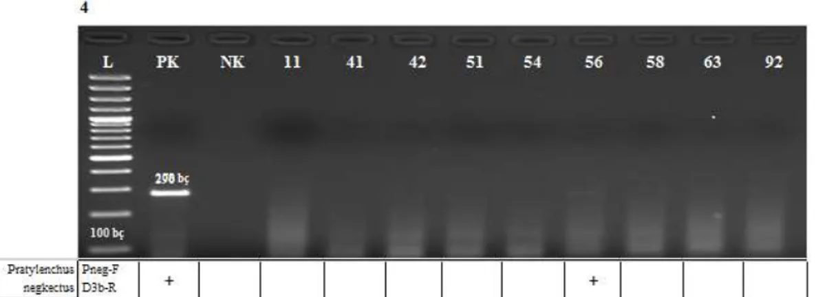 Şekil 4-6. 4. Jelde D3b-R/Pneg-F primeri ile 2016 yılında Karaman’da toplanan bitki örneklerinden 9 adet  nematod örneğinin moleküler taramasına ait agaroz jel görüntüsü (L: 100 bç Ladder, PK: Pozitif Kontrol,  NK:  Negatif  Kontrol,  4-12