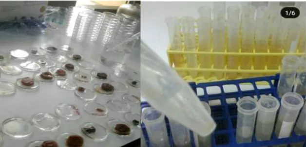 Şekil  3-3  Bitkilere  inokulasyon  için  nematodların  havuç  kültürlerinden  ayrılması  ve  nematd  süspansiyonunun hazırlanması 