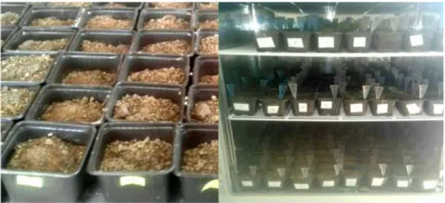 Şekil  3-4  Tohum  ekimi  için  deneme  toprağının  hazırlanması  ve  bitkilerin  büyütme  dolabına  yerleştirilmesi 