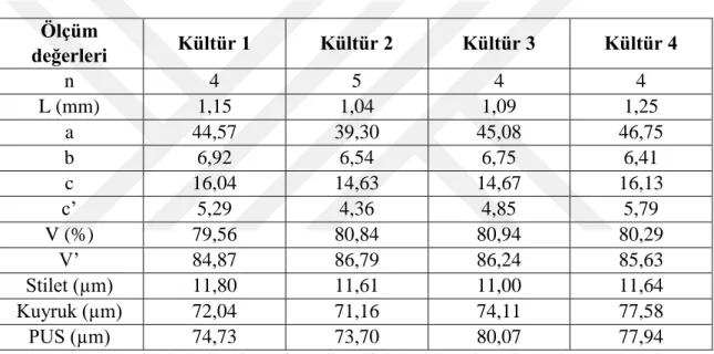 Çizelge 4-1 Nematod kültürlerine ait morfometrik teşhis kriterlerine ait ortalama ölçüm ve hesaplamalar  [n:  incelenen  örnek  sayısı,  L:  boy,  a:  vücut  uzunluğu/  maksimum  vücut  genişliği,  b:  vücut  uzunluğu/ özefagus uzunluğu, c:  vücut uzunluğu