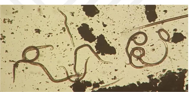 Şekil 3.8. Mikroskop altında incelenen nematod örnekleri 