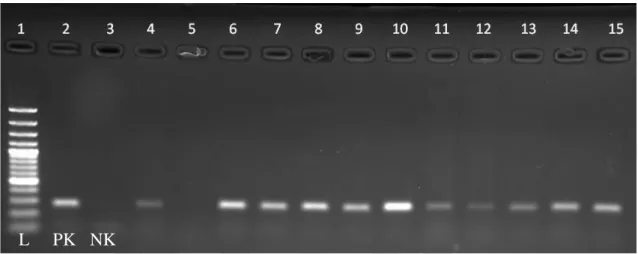 Şekil 3.10. DNA izolasyonu kontrolü için DitNF1 - rDNA2 primeri ileyapılan PZR ürünlerine  ait jel görüntüsü  