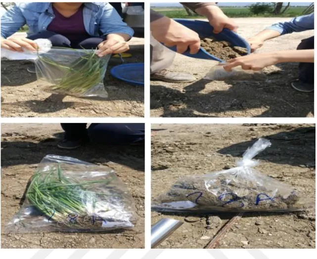 Şekil 3.1. Toprak ve bitki örneklerinin toplanması ve paketlenmesi (devam) 