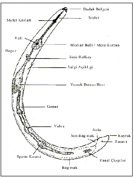 Şekil 1.2. Bitki paraziti bir nematodun vücut kısımları (Stirling ve ark. , 1999) 