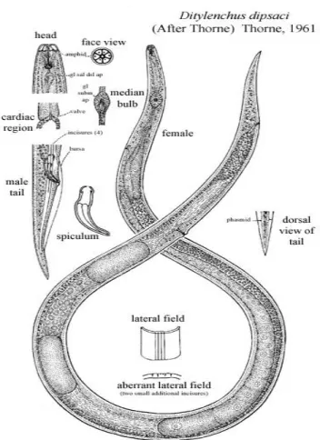 Şekil 1.3. Ditylenchus dipsaci’ nin (Thorne 1961) vücut yapısı (Anonim, 2012a) 
