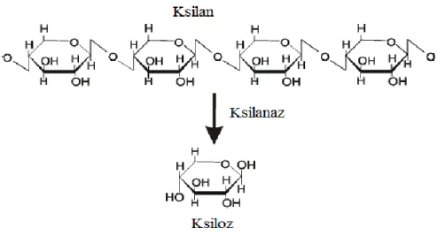 Şekil 2.5 Ksilanın ve ksilanaz ile hidrolizi sonucu elde edilen ksilozun yapısı                               (Uyarlama: Held, 2012) 
