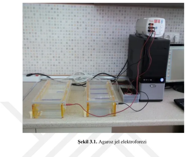 Şekil 3.1. Agaroz jel elektroforezi 