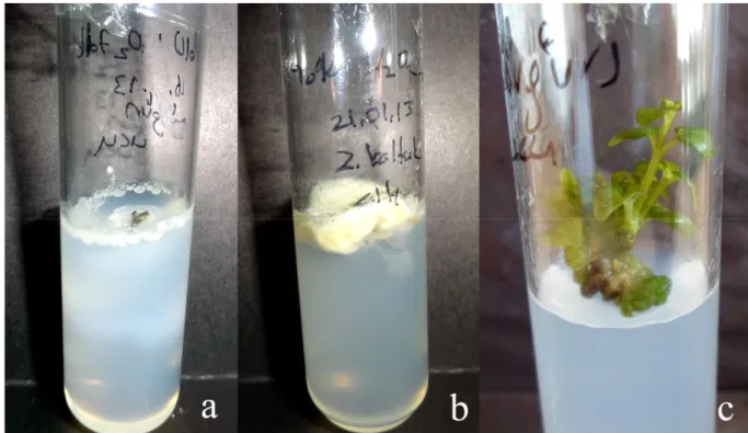 Şekil 4.1. Sterilizasyon çalışmasından elde edilen sonuçlar (a) Bakteri (b) fungal bulaşıklar ve (c) elde  edilen steril bitkinin şematik görntüsü.