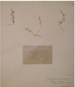 Şekil 7. Salsola Aellen cinsi altında hatalı veya şüpheli olarak kaydedilen taksonların fotoğrafları ve otör olduğu takson