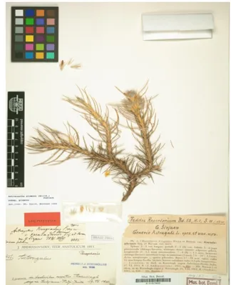 Şekil 5. Andrasovszky’nin Astragalus L. örnekleri. 