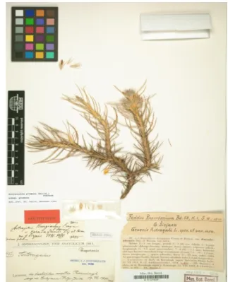 Şekil 5. Andrasovszky’nin Astragalus L. örnekleri. 