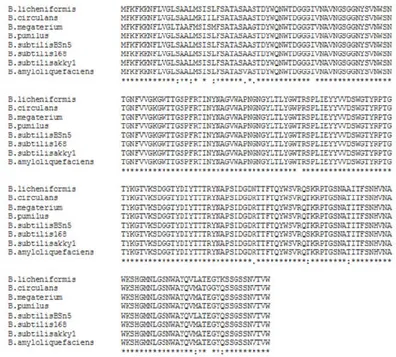 Figure 4. The multiple alignment of amino acid sequence of the xylanase enzymes of different species of Bacillus with  the amino acid sequence isolated from Bacillus and used for cloning and expression studies of xylanase enzyme, by  using  ClustalW2  prog