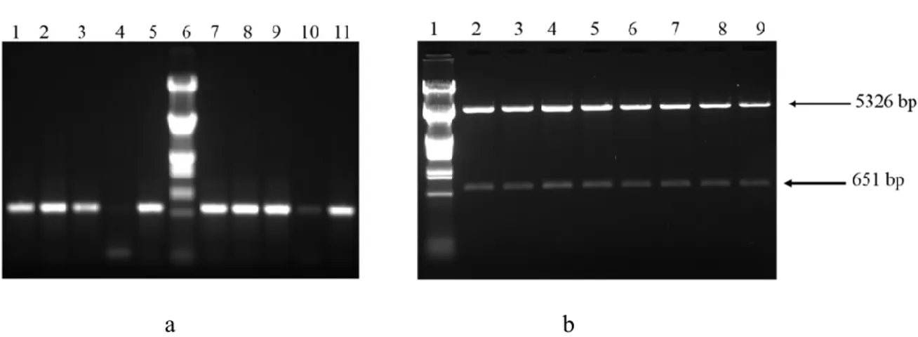 Figure 5. a. Agarose gel (1%) electrophoresis result showing PCR verification of recombinant plasmid pET28b-xyn  after the cloning