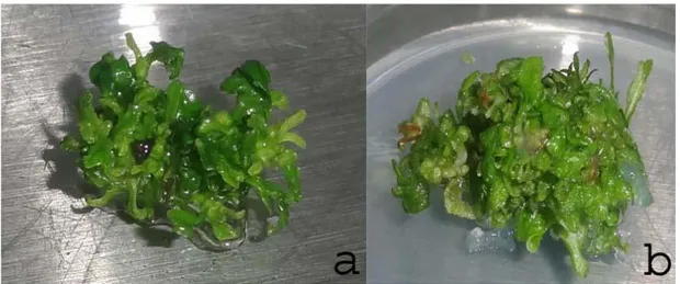 ġekil  4.2.  Sıvı  ortamda  H.  polysperma  bitkisinin  sürgün  rejenerasyonu  (a)  sürgün  ucu  ve  (b)  birinci koltukaltı meristeminden sürgün ve kallus oluşumu 