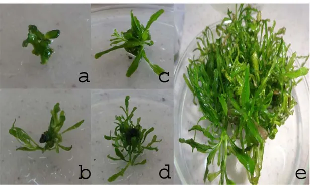 ġekil 4.3.  Sürgün ucu eksplantından sıvı BAP ortamında sürgün oluşumu (a) iki hafta (b) üç  hafta (c) beş hafta ve (d,e) sekiz  hafta sonra sürgün rejenerasyonu   