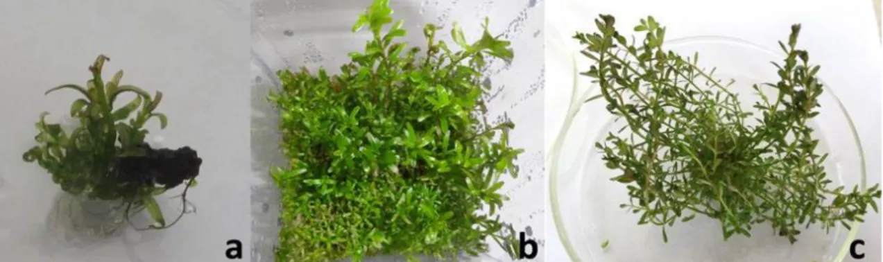 Şekil 4.3.  R. rotundifolia bitkisinde GA 3  içeren ortamında sürgünlerin büyümesi (a) iki hafta  sonra , (b) dört hafta ve  (c)  altı hafta sonra kallustan sürgün oluşumu ve büyümesi    