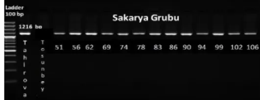 Figure 2. Some Sakarya group lines scanned with  Sec1Gene marker 