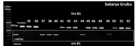 Figure 6. Screening results of Vrn-3 and Vrn-4 markers  in parents and some lines 