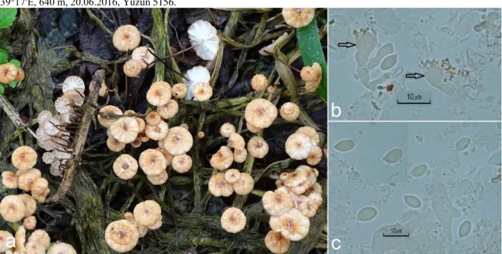 Figure 1. Marasmius curreyi: a. basidiocarps, b. pileipellis cells, c. basidiospores 