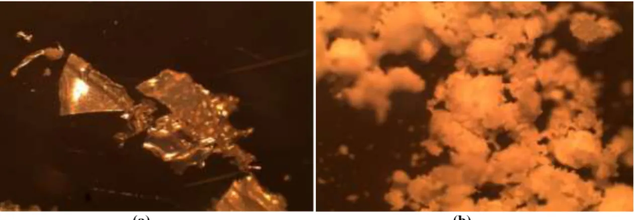 Figure 4. Microscopy images of freze dryed milk powder (a) and spray dryed milk powder (b) on the 6