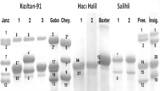 Şekil  1.  A,  B  ve  D  genomlarındaki  HMW-GS     bantlarının muhtemel pozisyonları 