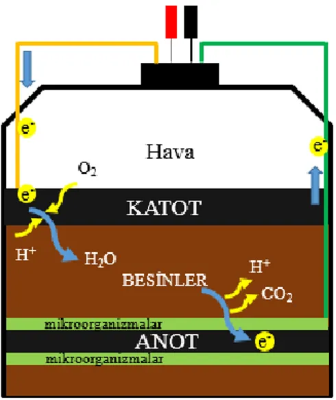 Şekil 1. Toprak bazlı mikrobiyal yakıt hücresinin şematik gösterimi 
