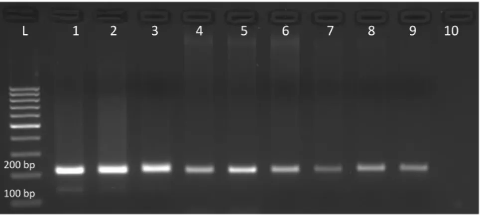 Figure  2.  Agarose  gel  electrophoresis  of  PCR  products  of  wheat  DNA  samples  extracted  with  different  methods
