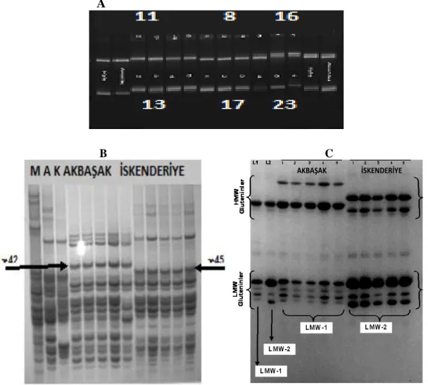Figure 2.  A: 3% metaphore agarose gel electrophoresis of Stm 542acag marker (8: Sorgül, 11: Mısıri, 13: Yerli sarı, 16: Üveyik, 17: Sarı  Buğday, 23: Bintepe) B: Screening with A-PAGE (M: Marquis standart, K: Kyle, A: Avonlea) C:  Screening with SDS-PAGE 