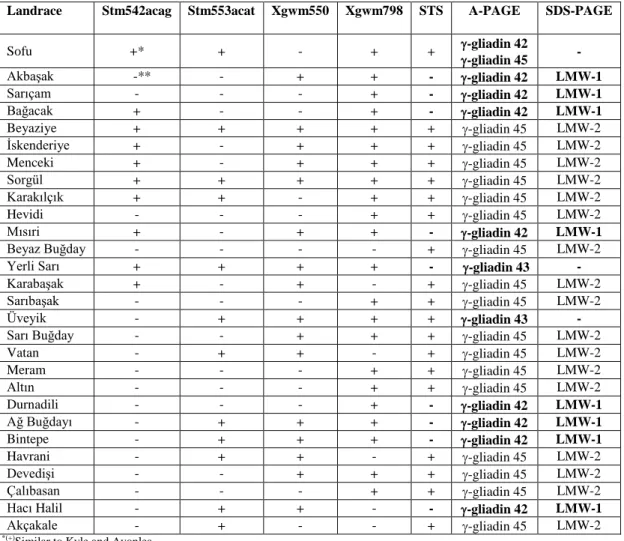 Table 2. Screening of Turkish durum wheat landraces by DNA and protein markers