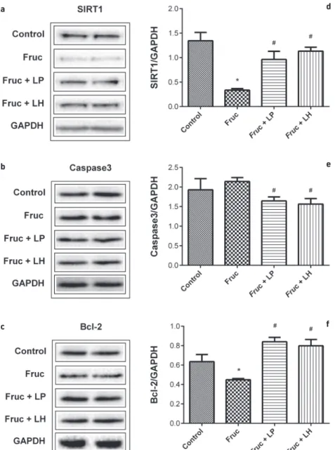 Figure 2. Representative Western blot bands (a-c) and relative protein expressions of SIRT1 (d), Caspase3 (e) and Bcl-2 (f) in the testes of Control,  Fruc, Fruc + LP, and Fruc + LH groups