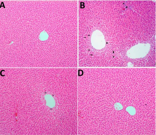 Fig. 4. A: control group, normal histological appearance of the liver; B: Cu group, disseminated centrilobular  hepatocellular degeneration and coagulation necrosis (arrows), inflammatory cell inﬁltration in the portal area  (asterisk),  dilatation  in  si