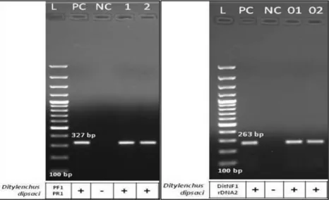 Figure 1. Agarose gels for molecular characterization of onion (1) and garlic (2) populations of Ditylenchus dipsaci with PF1-PR1  primer amplified a 327 bp for D