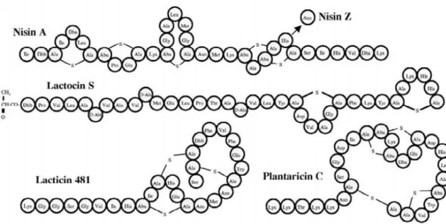 ġekil  1.Farklı  lantibiyotik  gruplarının  seçilen  lantibiyotik  peptidlerinin  yapısının  sembolik gösterimi  