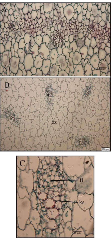 Şekil 4.4. O. chetikianum skapelerinden alınan enine kesitler A. Sklerenkima tabakası sk- sklerenkima B
