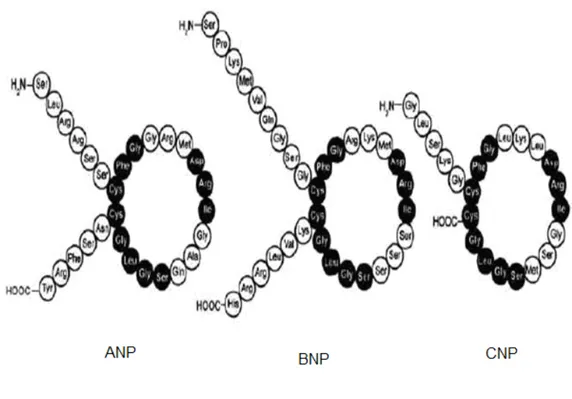 Şekil 2:Natriüretik peptitlerin ortak moleküler yüzük yapıları (Çimen ve ark 2010)