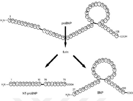 Şekil 3: BNP ve NT-pro BNP’nin sentezi ve aminoasit yapısı (Çimen ve ark 2010)