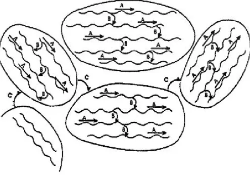Şekil  1.6:  Hopping  kuralına  göre  polimerlerin  iletkenlik  örgüsü  A:  zincir  boyunca  yük  taşınımı;  B:  zincirler arası yük taşınımı; C: bloklar arası yük tasınımı (Kutanis 2002)