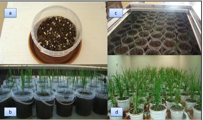 Şekil 3.1. Donör bitkilerin laboratuvar koşullarında yetiştirilmesi a) Ekim aşaması b) 10 günlük  bitkiler c)Vernalizasyon aşaması d) İklim odasında gelişme 